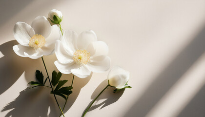 Obraz premium Minimalist Arrangement Of Delicate White Flowers Casting Soft Shadows On A Serene Background Ideal For Wellness And Relaxation Themes