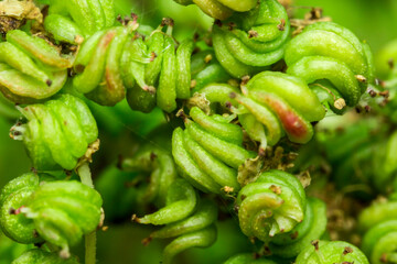 Meadowsweet. close-up. space for the text. the screensaver.