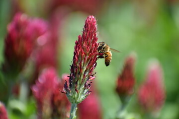 bee on a flower