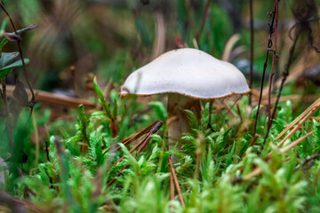 mushroom webcap in the grass. colorful macrophotography of a mushroom. the screensaver. the beauty of nature. space for the text.