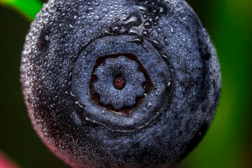 ripe blueberry berry with dew drops on a blurred background. very close-up. colorful macro photo of a berry. the screensaver. healthy eating. vitamin for the eyes.
