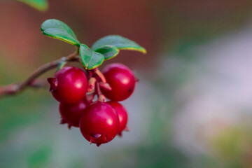ripe cranberries on a blurred background. very close-up. colorful macro photo of a berry. the screensaver. healthy eating. vitamin for health.