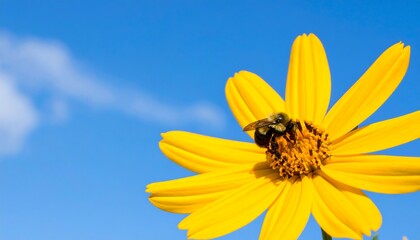 A vibrant yellow flower with a bee in a clear blue sky provides a cheerful and bright outdoor scene.