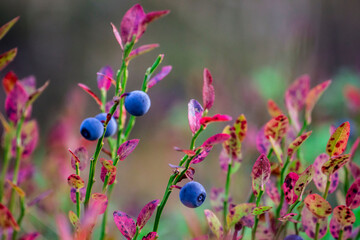 ripe blueberries on a blurry background. close-up. colorful macro photo of a berry. the...