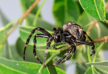 huge black cross spider. on a blurry background. colorful macro photo of an insect. the beauty of wildlife. the screensaver. black spider with a cross