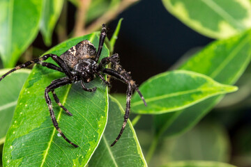cross spider. on a blurry background. colorful macro photo of an insect. the beauty of wildlife. the screensaver. black spider with a cross