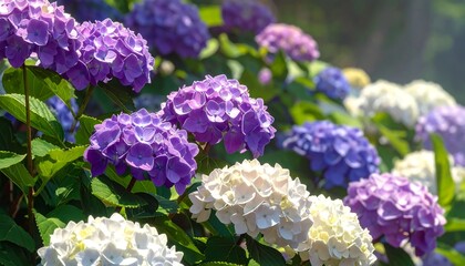 Vibrant Hydrangea Blooms in a Garden Setting