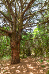 Fototapeta premium Scenic landscape trail La Llania on El Hierro, Canary Islands, Spain, Europe