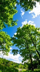 Fototapeta premium Lush green trees reaching towards a vibrant blue sky