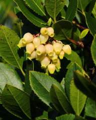 Autumn. Blossoms of the Arbutus unedo - strawberry tree. An evergreen shrub - small tree in the...