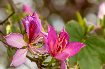 Pink Bauhinia purpurea flowers blooming in Cyprus