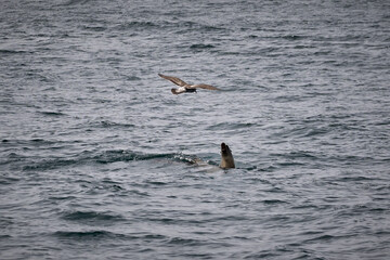 sea lion reacting to seagull overhead 