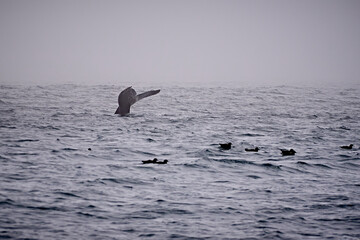 humpback whale fluke rising above the ocean surface with seabirds floating nearby