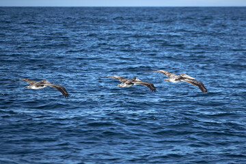 three pelicans in flight above blue ocean water