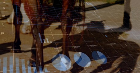 Walking horse hooves on sunny path alongside person wearing light pants dark shoes with data grid