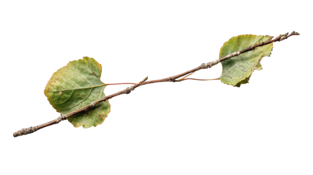 Aspen stake wooden garden support illustration on white background