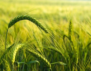 Vibrant Green Wheat Field in the Sunlight