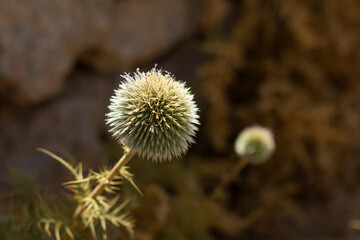 Close-up of a spiky thistle flower in vibrant green, perfect for nature, wildlife, and botanical photography or desert landscape designs.