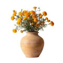 Bright orange ranunculus flowers bloom in rustic terracotta vase studio still life isolated on transparent background