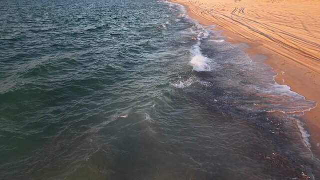 Aerial drone view of a roosterfish attacking a sardine bait ball in the clear waters of the Sea of Cortez, Baja California Sur, Mexico. Marine predator behavior and ocean wildlife from above.