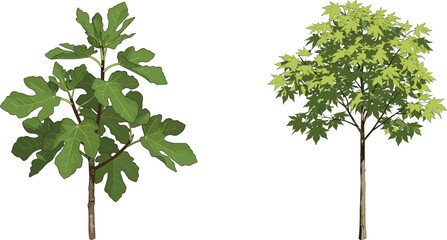 Obraz premium Broadleaf tree, lobed leaf tree, foliage contrast, botanical illustration, nature design, tree comparison, vibrant greenery, garden scene, plant morphology, landscape art