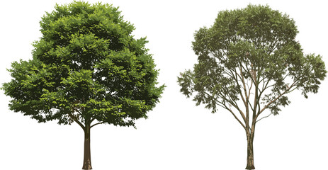 Obraz premium Dense green tree, sparse foliage tree, canopy contrast, botanical illustration, nature design, tree comparison, vibrant greenery, garden scene, plant morphology, landscape art