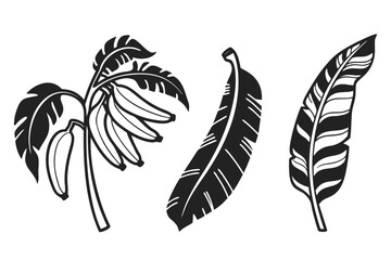 feather vector illustration