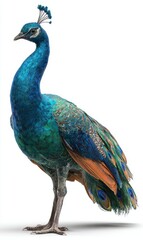 Obraz premium Vibrant Peacock with Stunning Feathers Unique Colors and Details