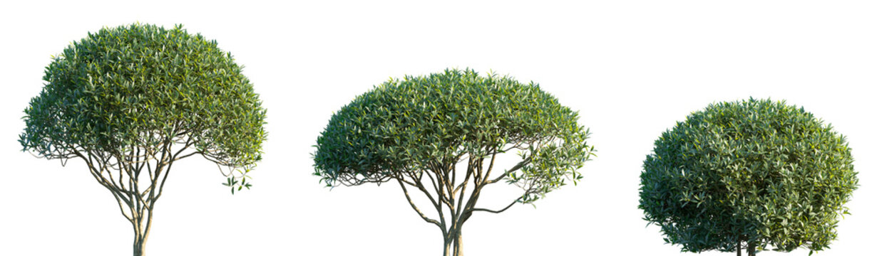 Set of Phillyrea angustifolia (or narrow-leaved mock-privet) frontal set street trees isolated png on a transparent background perfectly cutout