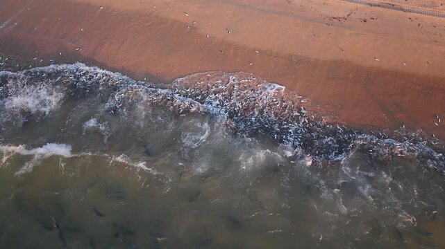 Aerial drone view of a roosterfish attacking a sardine bait ball in the clear waters of the Sea of Cortez, Baja California Sur, Mexico. Marine predator behavior and ocean wildlife from above.
