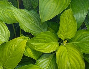 Vibrant Lush Green Foliage Close-up