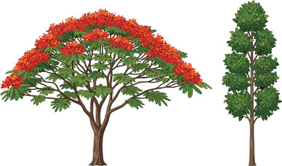 Royal Poinciana tree, flowering canopy, upright tree, green foliage, landscape contrast, botanical art, tropical bloom, nature design, summer flora, tree illustration © Sabbir's World