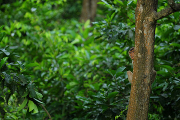 Fototapeta premium A monkey hiding behind a tree in the forest