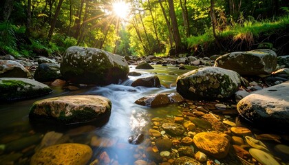 Sunlight streams through lush forest onto a clear creek
