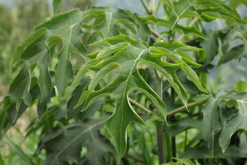 A close-up shot of Yacon plant foliage, Smallanthus sonchifolius, with a strong focus on its large, textured leaves