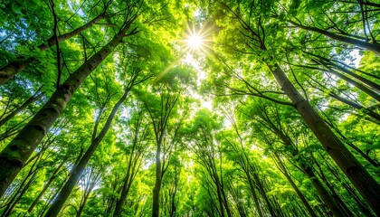 Fototapeta premium Lush green forest canopy