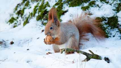 squirrel in the snow