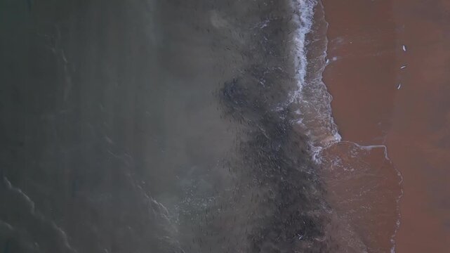 Aerial View of Roosterfish Attacking a School of Sardines in the Ocean