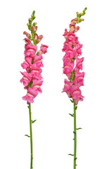 Antirrhinum flower isolated on a white background