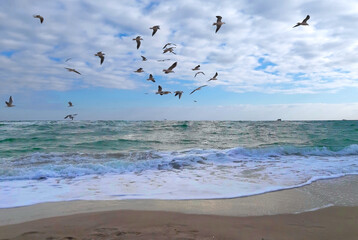 Seagulls above Black sea