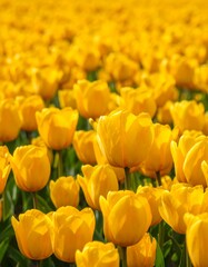 A vibrant field of bright yellow tulips fills the frame, showcasing the beauty of spring's blossoming flora.