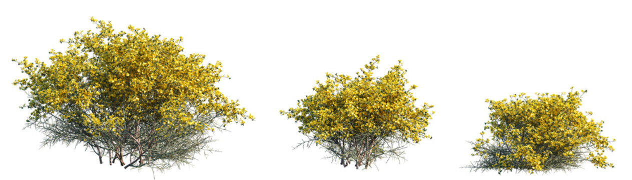 Set of 3 Genista scorpius (or Scorpion Broom) shrubs isolated png on a transparent background perfectly cutout
