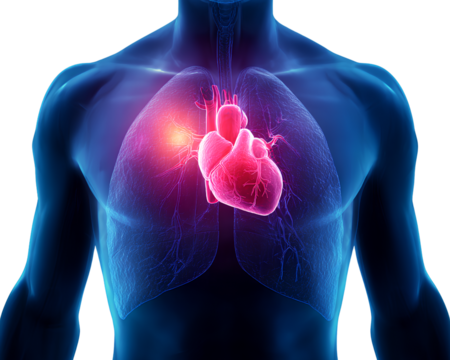 realistic photograph of the human body with visible heart and thymus, on a transparent background - Powered by Adobe
