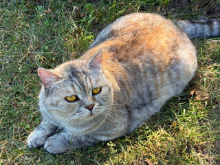 Cute shorthair cat feline lying in the grass. © OLENA LIALINA