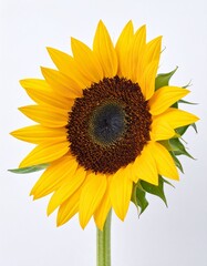 Obraz premium Bright Yellow Sunflower with Large Bloom and Natural Petals Isolated on White Background for Botanical Object, Floral Decoration and Summer Nature Concept
