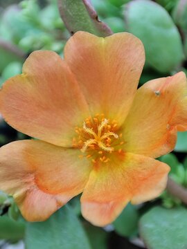 Portulaca umbraticola. Verdolaga ornamental. Flor de seda. 