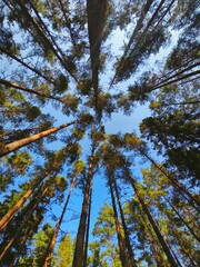 Majestic pine trees photographed from below, reaching towards a clear blue sky. Natural forest perspective capturing height, strength, and serene woodland beauty.