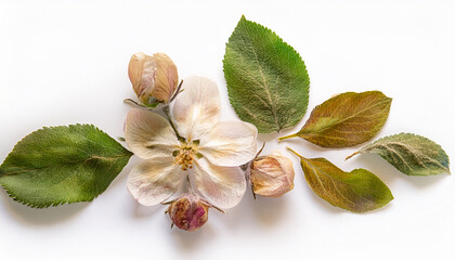 Isolated Dried And Pressed Flower Buds From An Apple Tree On White