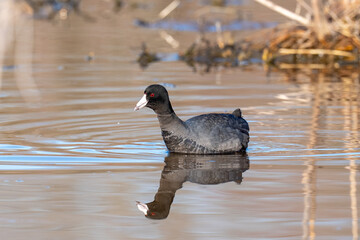 Black colored duck coot swimming in a pond