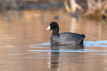 Black colored duck coot swimming in a pond